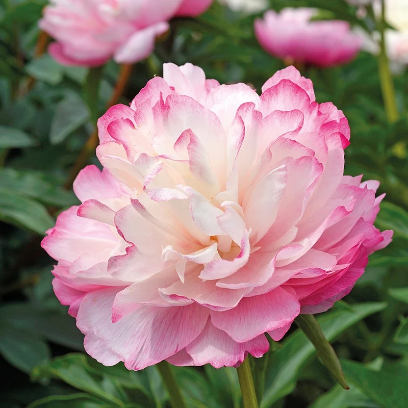 Pivoine Lactiflora Joker Paeonia lactiflora joker