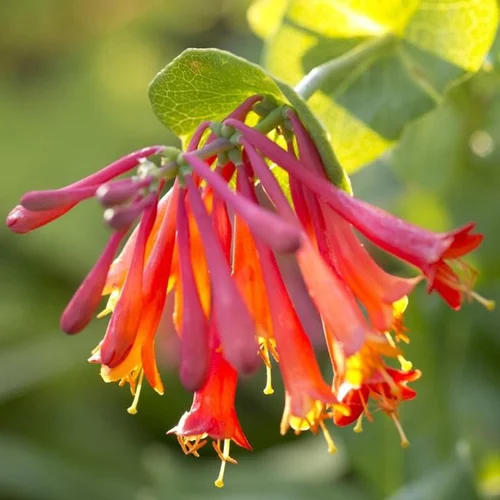Chevrefeuille DROPMORE SCARLET. Le pot de 3 litres