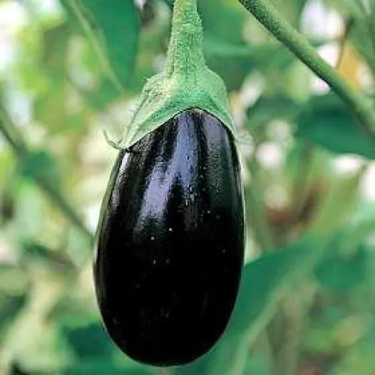 Aubergine Imperial black beauty | Biologische en reproduceerbare zaden