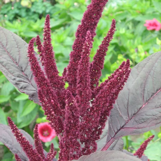 Biologische zaden van Amarant rood