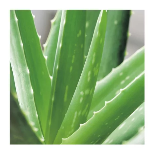Aloe vera en pot Ø 5 cm