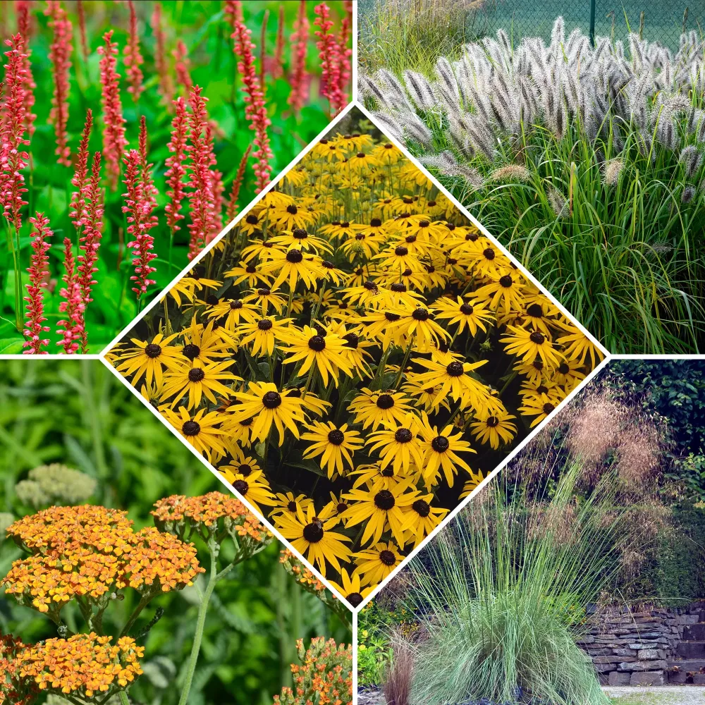 5 Vivaces pour massif champêtre Stipa gigantea, Pennisetum alopecuroides,Rudbeckia fulgida,Achillea millefolium,Persicaria amplexicaulis