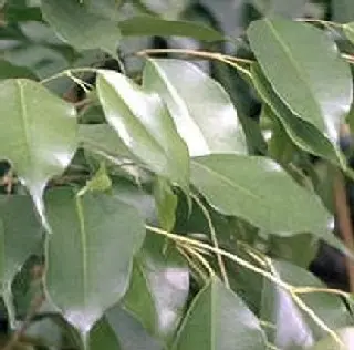 Ficus Benjamina. Le pot de Ø 17 x H 65 cm, forme pyramide