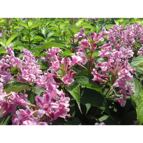 Weigelia Stelzneri rose. Le pot de 3 litres