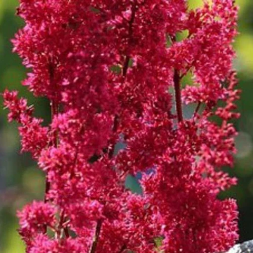 Astilbe du Japon Montgomery Astilbe japonica montgomery