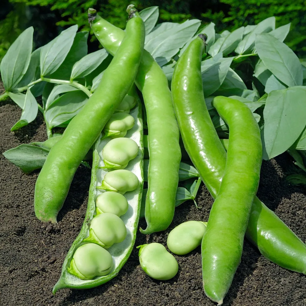 Fève améliorée Driemaal Wit Vicia faba driemaal wit