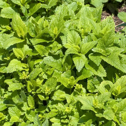 Melisse Citronnelle Bio. Le pot de 1 litre