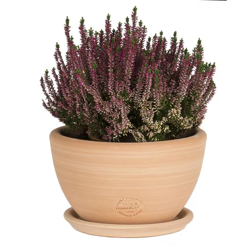 Coupe Cuenco lisse en terre cuite - D21x H12