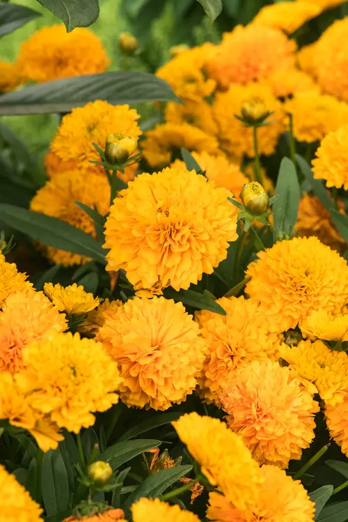 Coréopsis GOLDEN SPHERE - Le pot de 2 litres