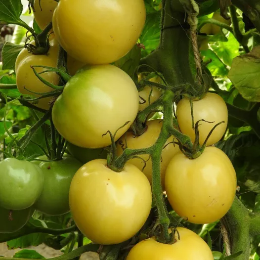 Graines bio de Tomate Blanche de Picardie