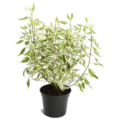 Cornus Alba Argentéomarginata – Pot de 5L