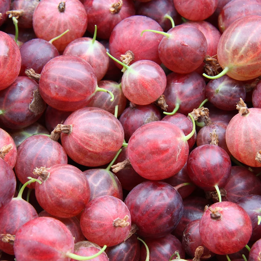 Groseillier à maquereau Hinnonmäki Rouge Ribes uva-crispa 'hinnonmäki röd'