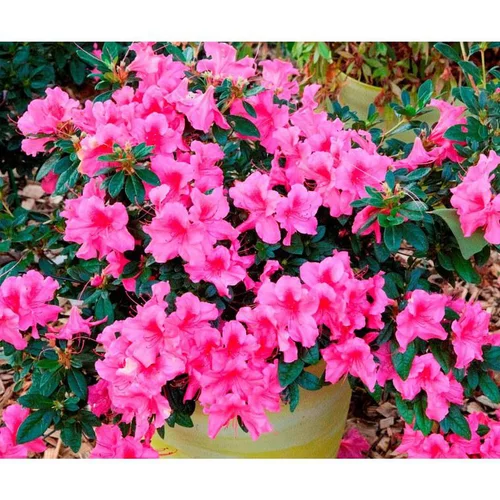 Azalée Encore Sundance rose. Le pot de 4 litres