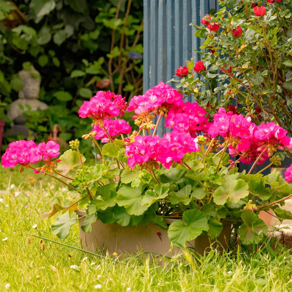 Géranium zonale rose Pelargonium zonale