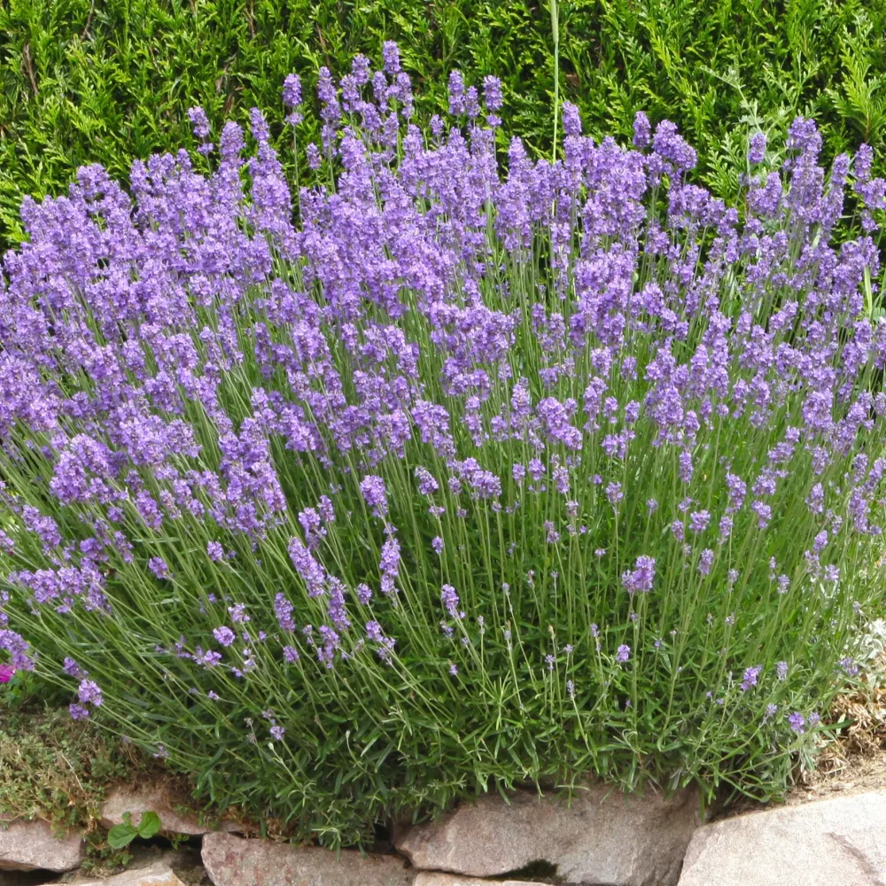 Lavande de Grasse Lavandula angustifolia Grosso