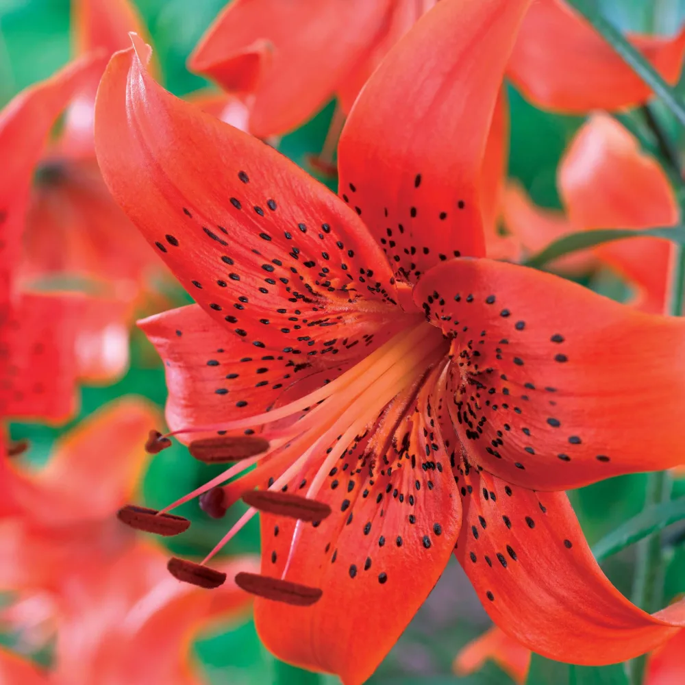 3 Lis tigrés La vie en rouge Lilium trigrinum red life