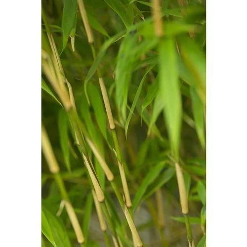 Bambou Fargesia rufa vert pot de 5L