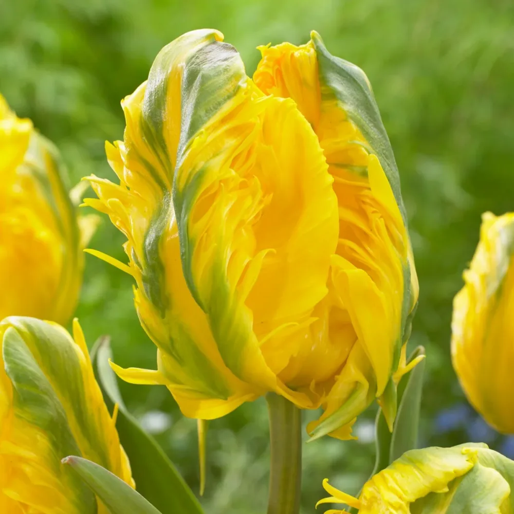 5 Tulipes 'Jan Van Nes Parrot' Tulipa Parrot Jan van Nes