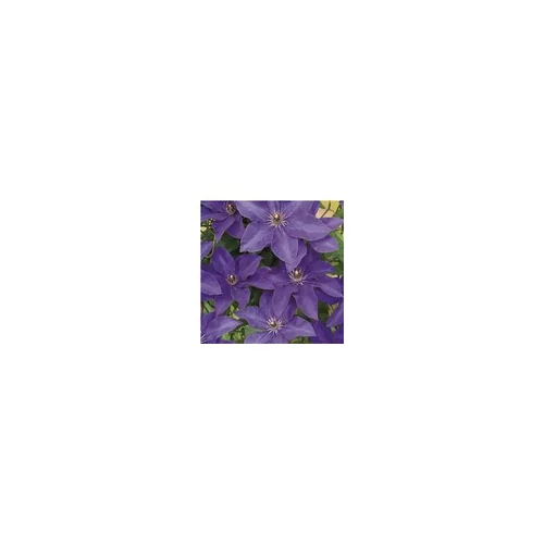 CLEMATITE THE PRESIDENT. Le pot de 3 litres