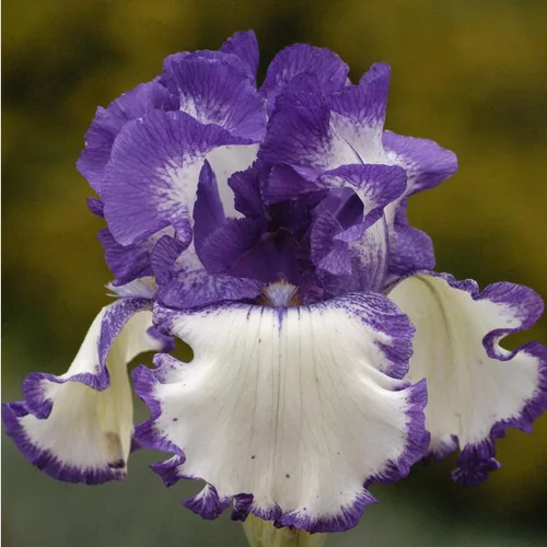 Iris des Jardins 'Modern Classic' - Le pot de 1 litre