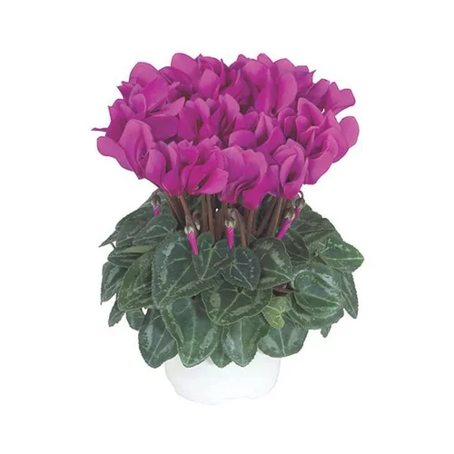 Mini cyclamen magenta fonce - Le pot de diamètre 10,5 cm