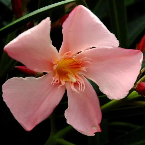Laurier Rose - Le pot de 1 litre