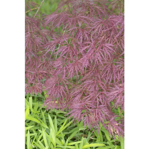 Erable du Japon (ACER PALMATUM DISSECTUM GARNET ) Le pot de 110 litres