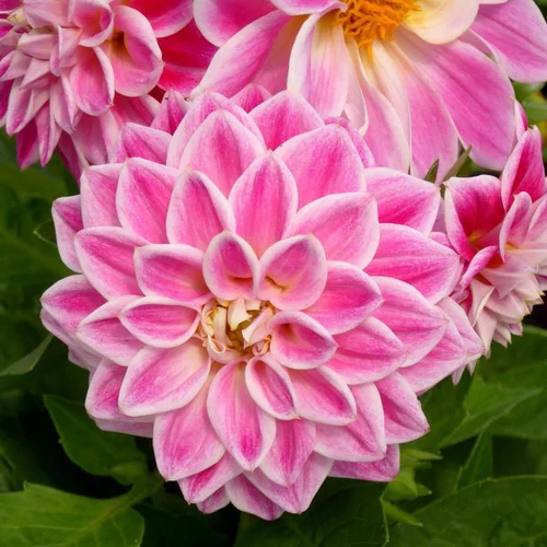 Dahlia à fleurs multicolores - La barquette de 6 plants