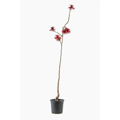 Erythrina Crista Galli (Érythrine Crête de Coq) en pot de 15 L vert