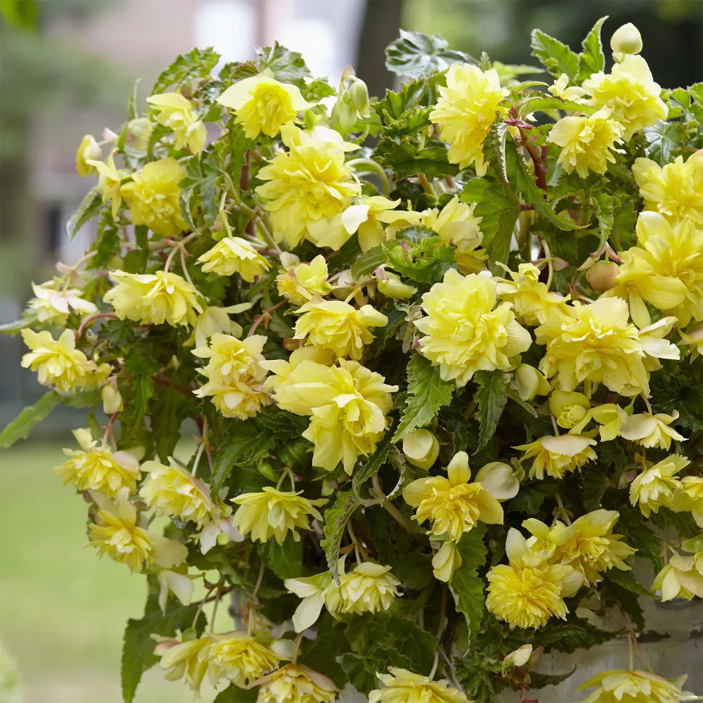 5 Bégonias retombants jaunes Begonia pendula Yellow