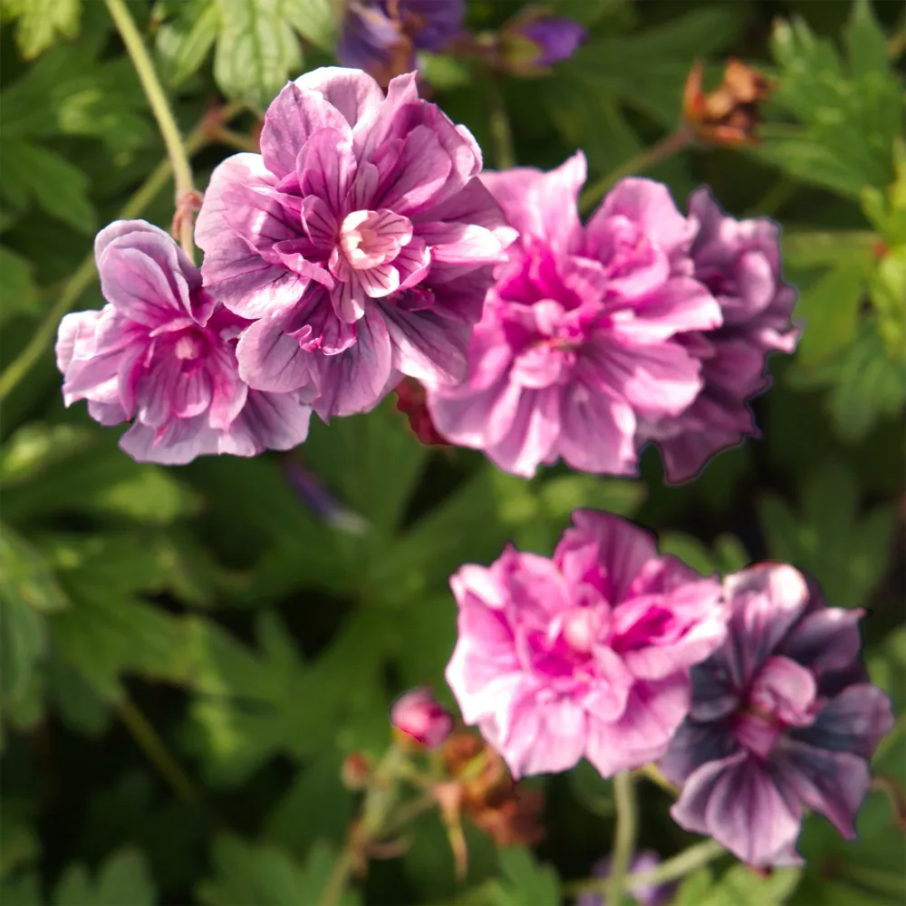 2 Géraniums vivaces doubles roses Geranium himalayense birch double