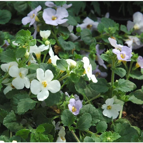 Bacopa (Sutera cordata) à fleurs multicolores - Le pot de 2 litres