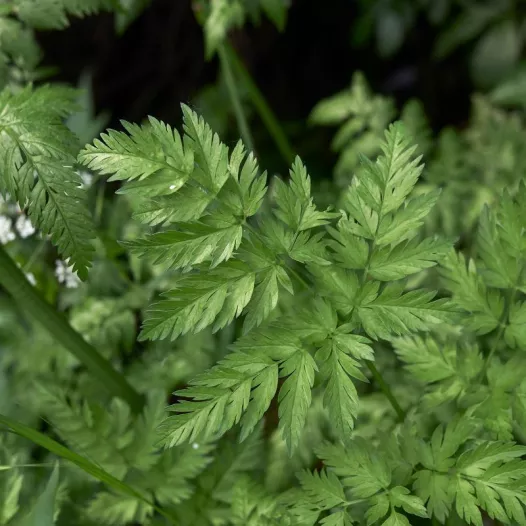 Graines de Cerfeuil Vivace bio | Graines aromatiques