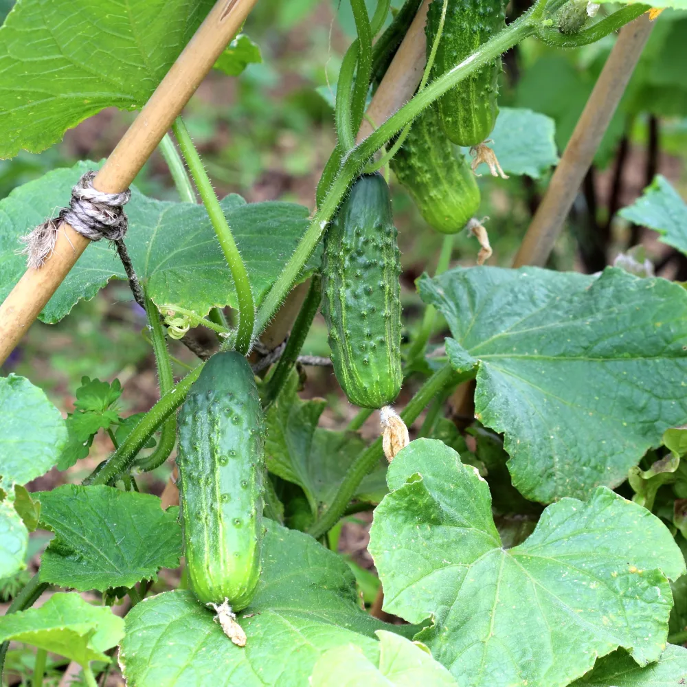 3 Plants de Cornichon Regal F1 Cucumis sativus regal f1