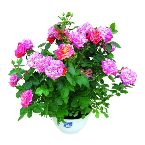 Rosier Buisson Miniature - La coupe de 20 cm