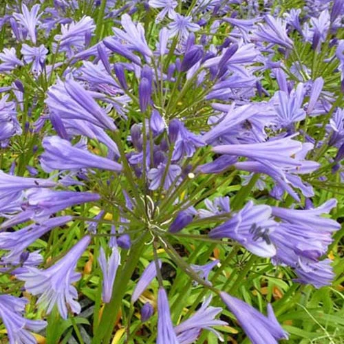 Agapanthe Tornado Agapanthus tornado
