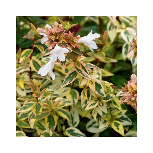Abelia Grandiflora Kaleidoscope en pot de 5 litres