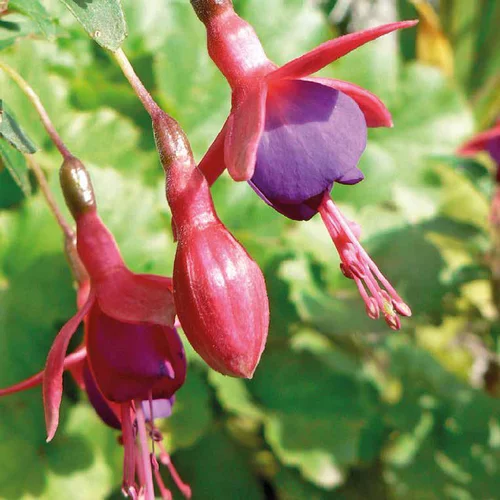Fuchsia Bernisser - Le pot de 9 x 9 cm