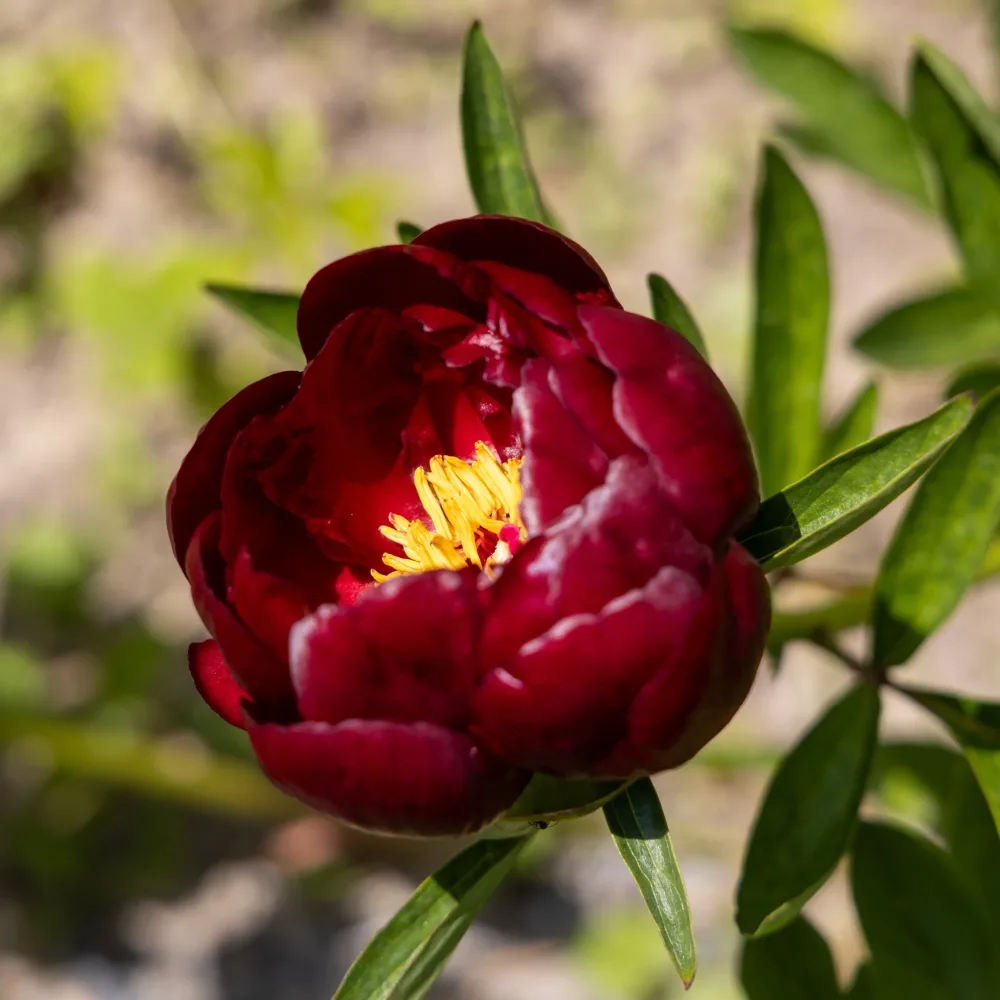Pivoine Bella Paeonia lactiflora 'bella'