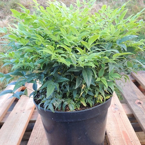 Bambou sacré Magical® Lemon Lime Nandina domestica magical ® lemon lime