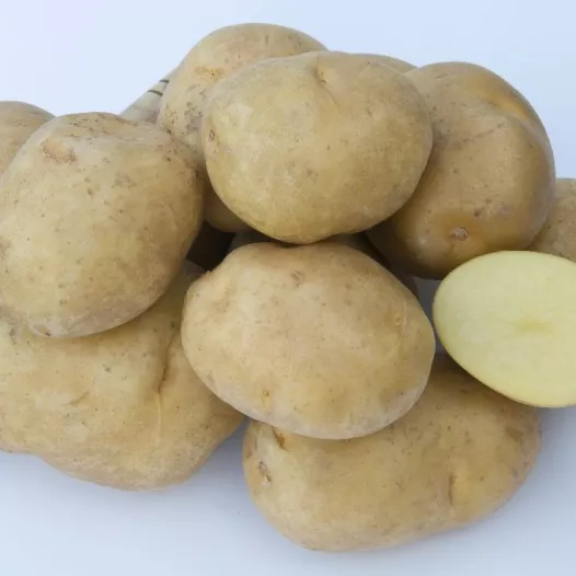 Plants bio : Pomme de terre Sirtema - 5kg