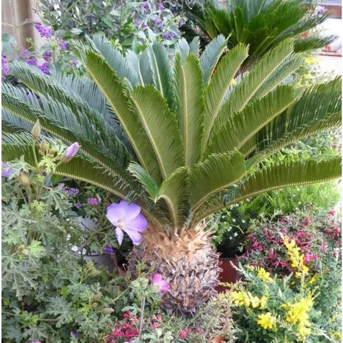 Cycas Revoluta ou faux palmier vert en pot de 2 L