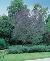 Jacaranda Mimosifolia rouge en pot de 5 L