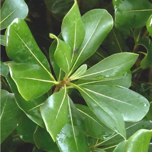 Pittosporum Tobira. Le pot de 5 litres