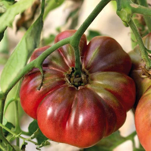 Tomate Côtelee Purple Calabash bio. Le pot de 9 x 9 cm