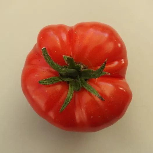 Semences bio de tomate Chemin rouge