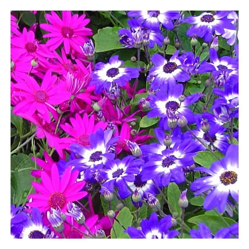 Cinéraire à fleurs - Le pot de 1 litre
