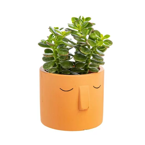 Succulente parmi modèles variés avec son cache pot Ø 8,5 cm