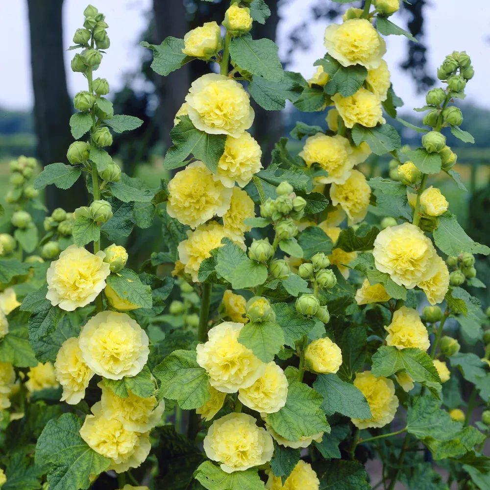 Rose trémière double Jaune Alcea rosea chaters double group yellow