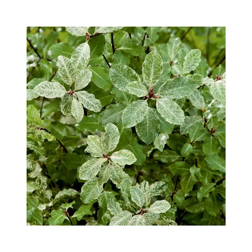 Pittosporum tenuifolium irene patterson en pot de 3 litres